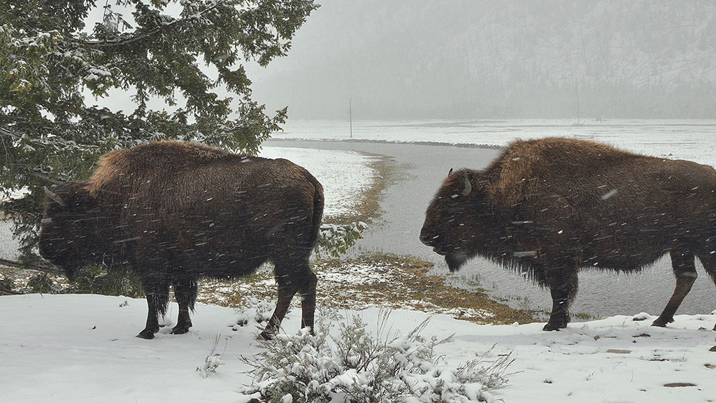 Bisons, die sanften Riesen von Montana