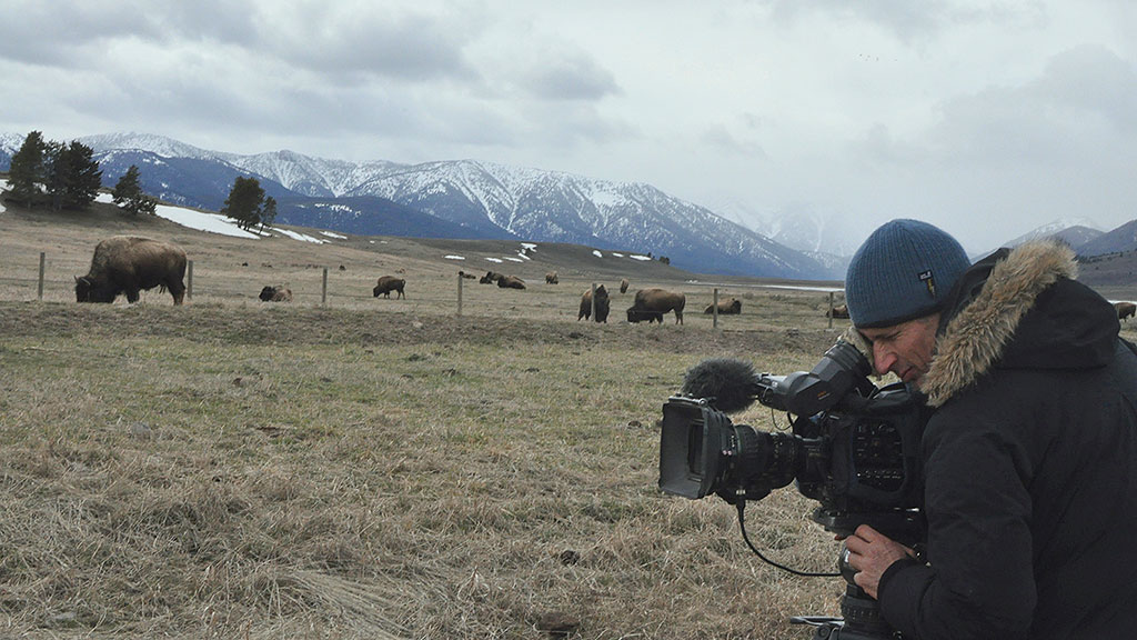 Bisons, die sanften Riesen von Montana