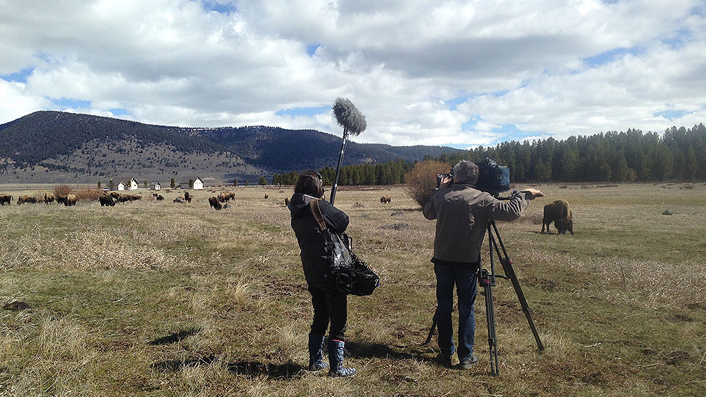 Bisons, die sanften Riesen von Montana